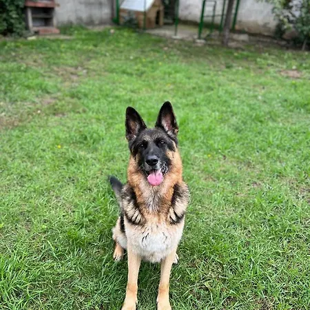 Villa Casa Don Lângă Iulius Mall Timişoara