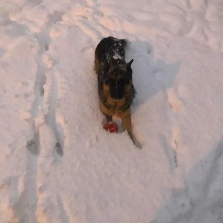 Βίλα Casa Don Langa Iulius Mall Τιμισοάρα