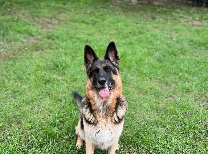 ヴィラ Casa Don Langa Iulius Mall ティミショアラ