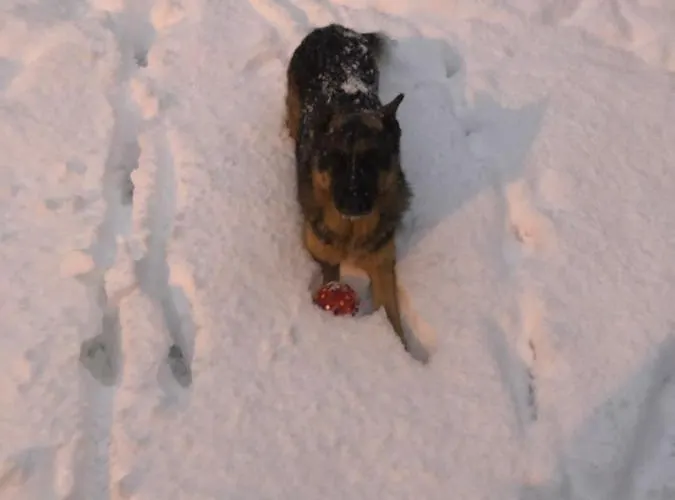 Villa Casa Don Langa Iulius Mall Timişoara